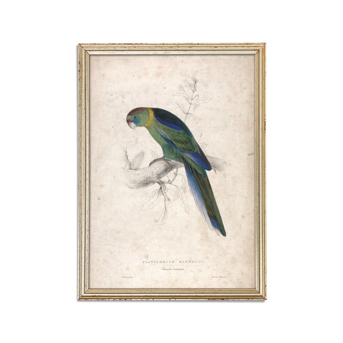 Barnard's Parakeet Vintage Bird Engraving Natural History Poster - Image 2