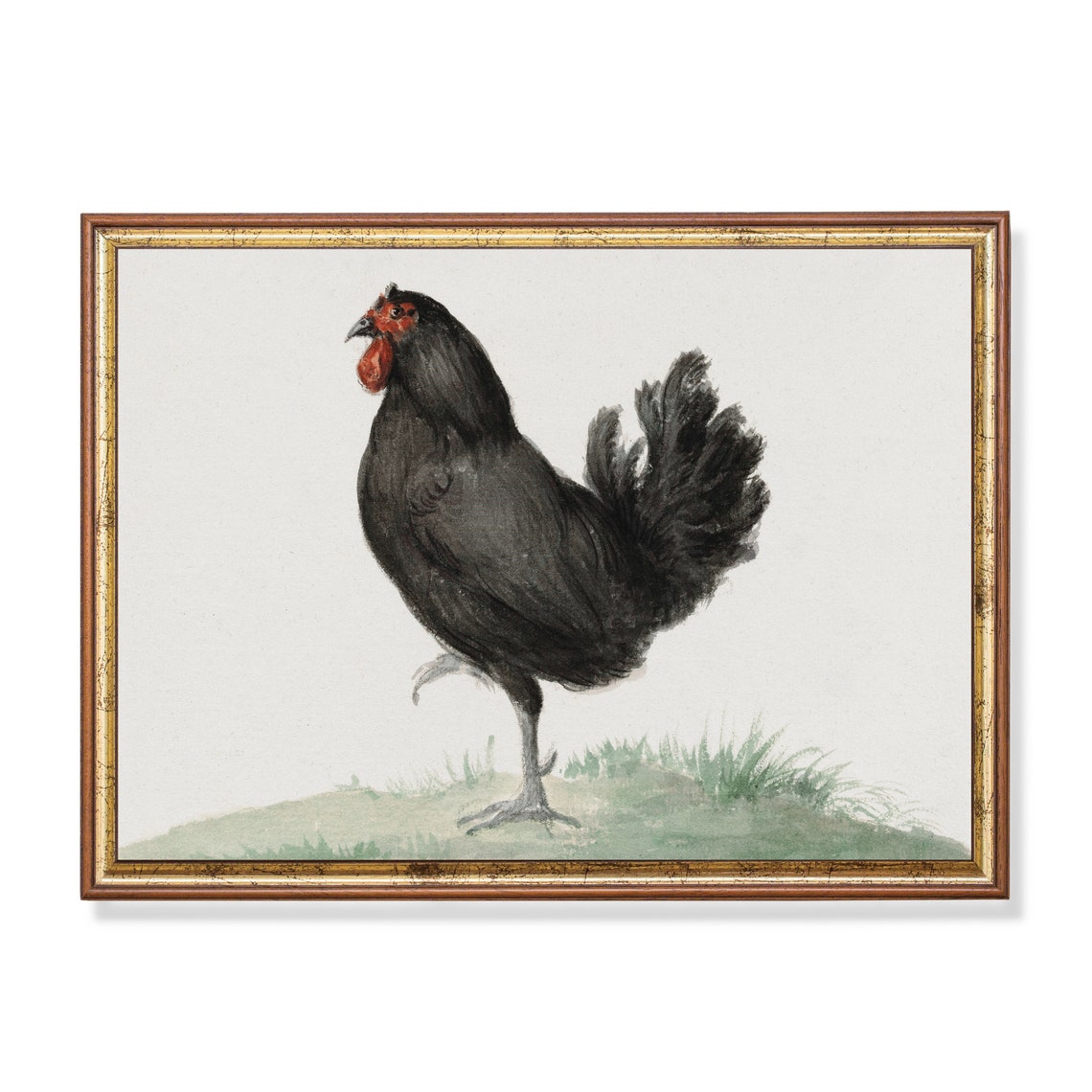 Black Rooster with a Red Comb Standing in Grass Vintage Print