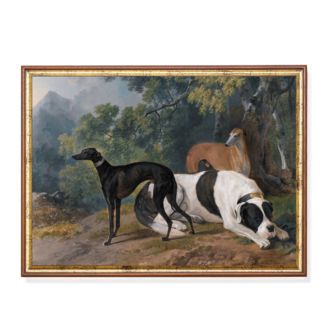 Greyhounds And Mastiff Resting In The Woodland Forest Poster