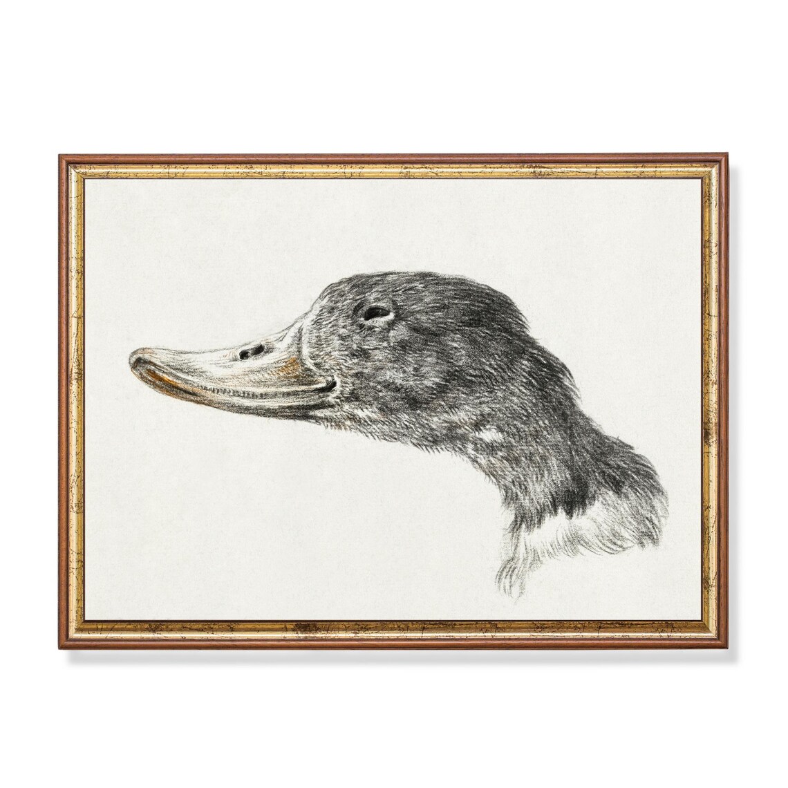 Vintage Duck Print, Rustic Farmhouse Wall Art Print