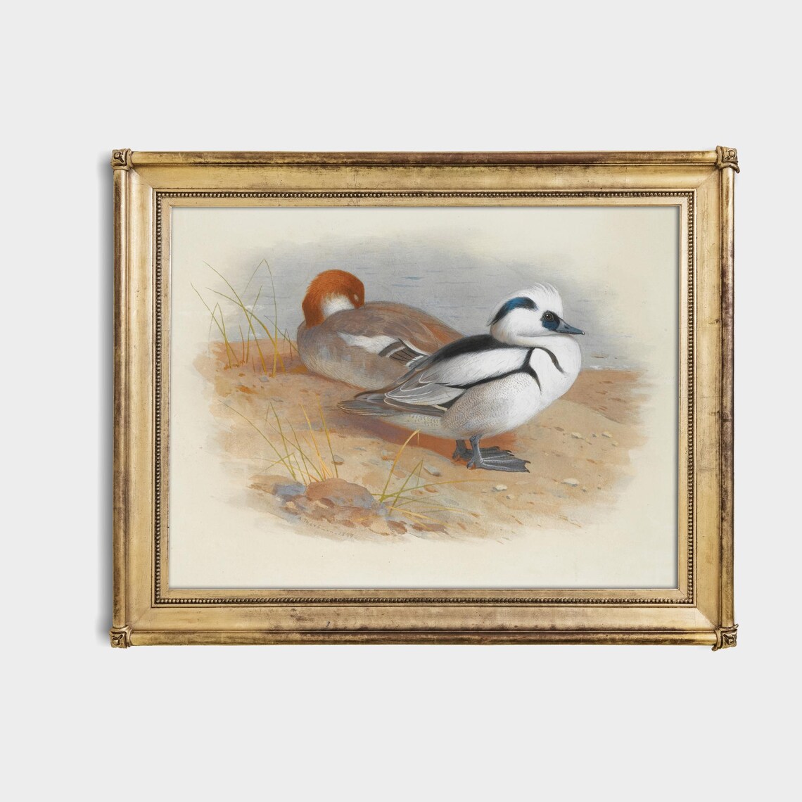 Male And Female Smew Ducks Resting On The Shore Vintage Poster - Image 4