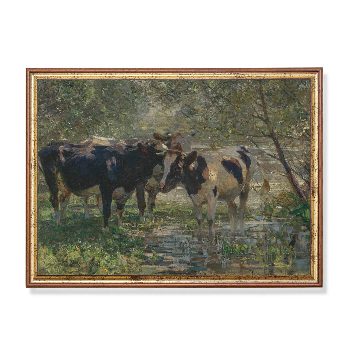 Cows Wading in a Shaded Woodland River Vintage Cattle Poster
