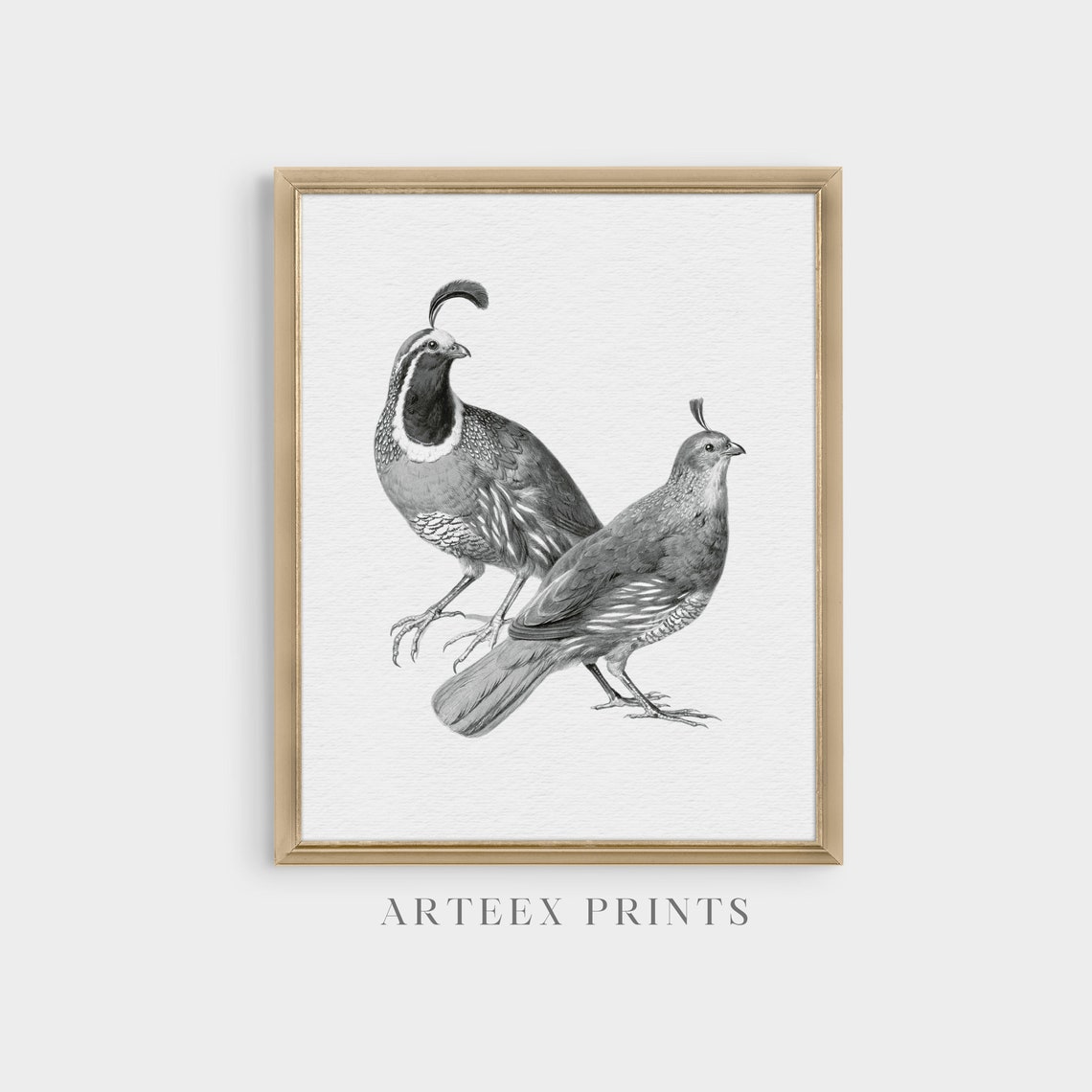 Pair of Quails Grey Engraving Antique Bird Illustration Poster - Image 5