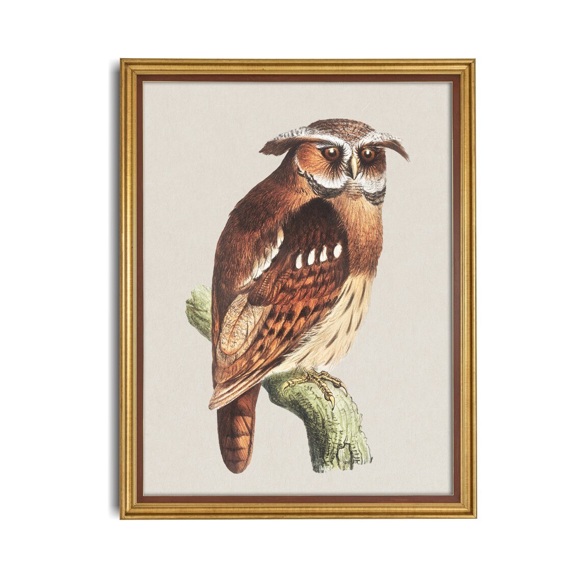 Crested Owl Perched on a Branch Vintage Bird Portrait Poster - Image 2