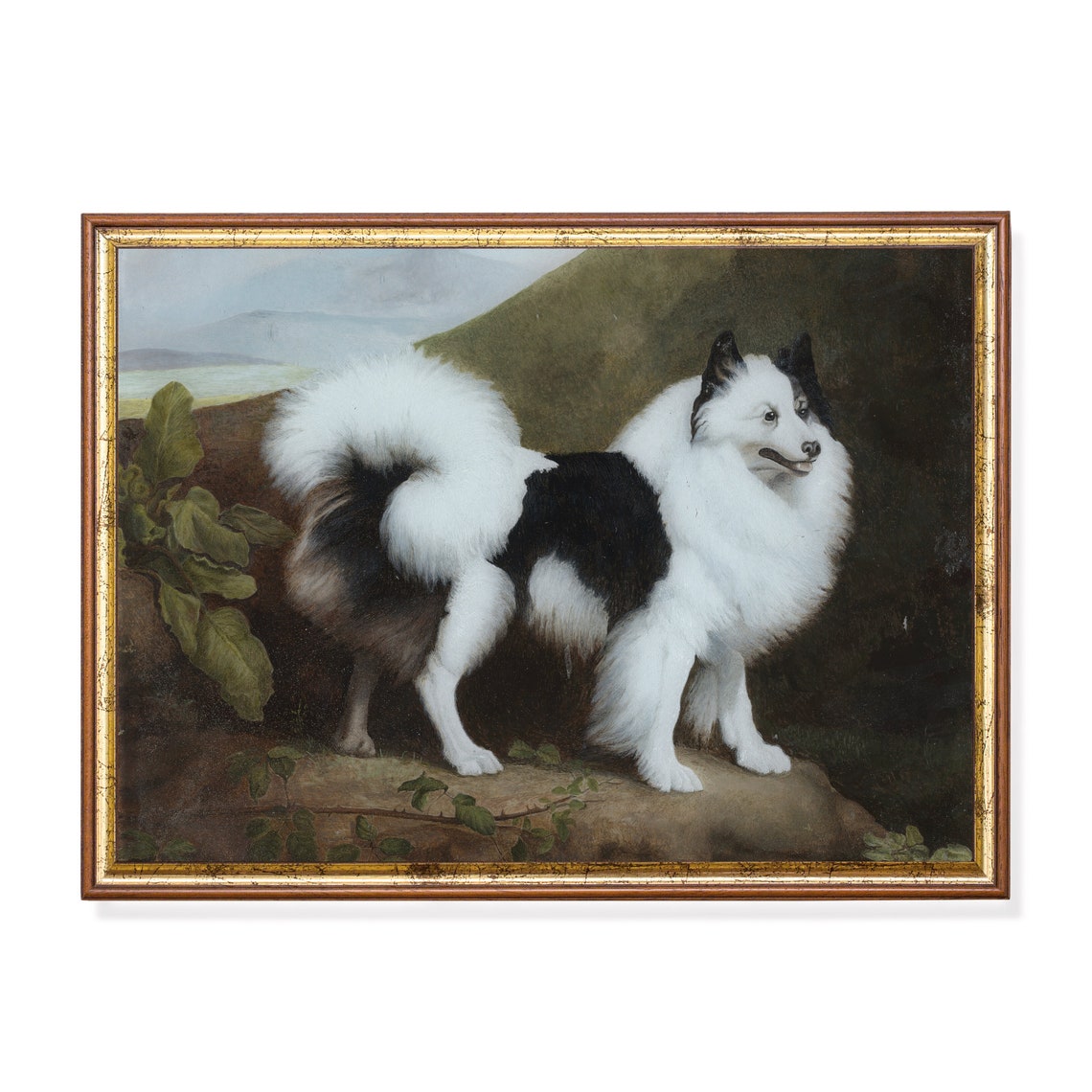 Fluffy Black and White Spitz Dog Standing on a Rock Portrait Poster