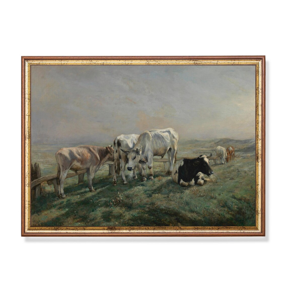 Cattle Herd Grazing in a Peaceful Meadow Antique Farm Poster