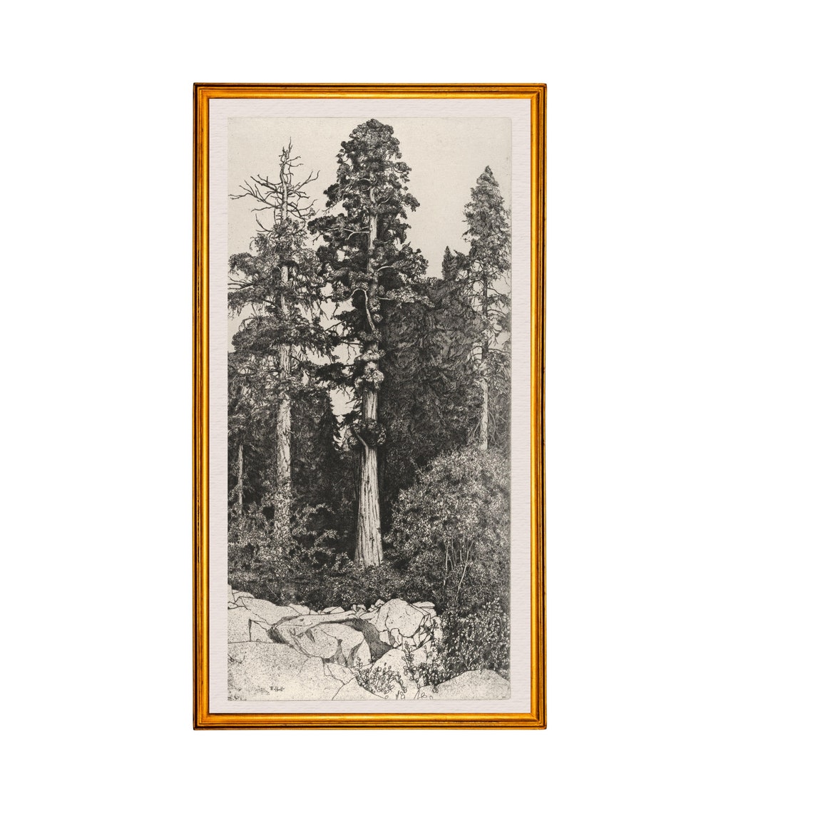 Towering Sequoia Trees Antique Black and White Engraving Poster - Image 3