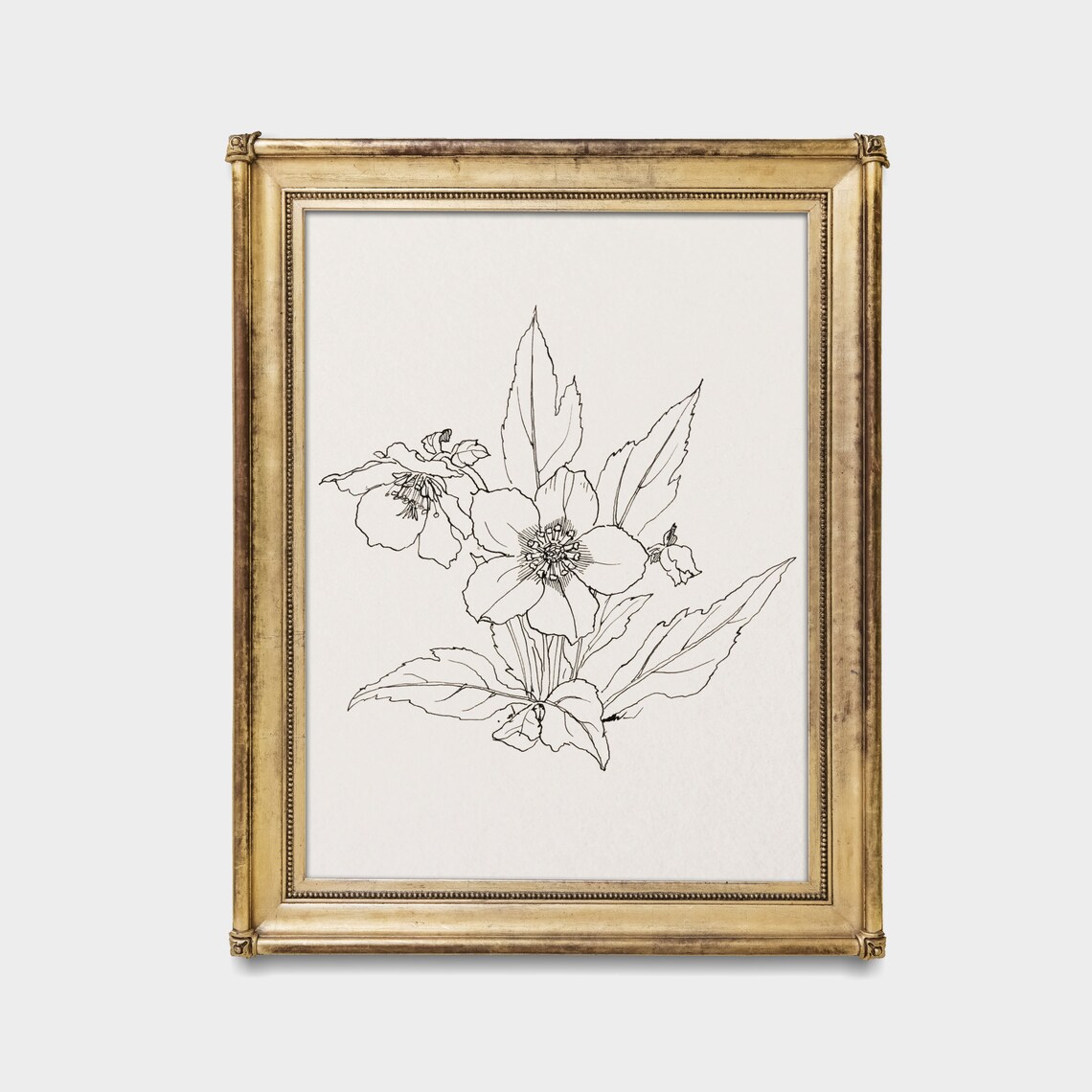 Minimalist Botanical Line Drawing of a Hellebore Flower Poster - Image 3