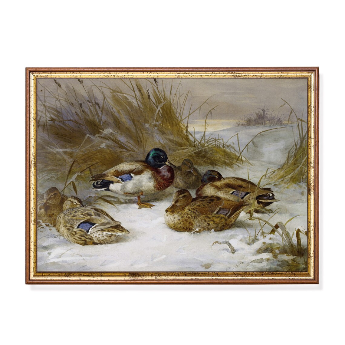 Mallard Ducks Resting In Snowy Reeds Vintage Waterfowl Painting Poster