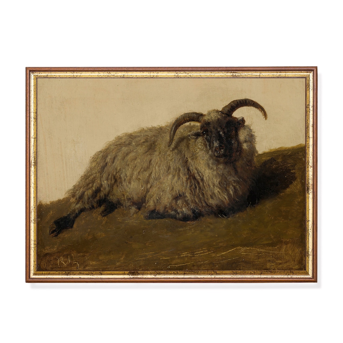 Shaggy Ram with Curved Horns Lying Down Vintage Animal Poster