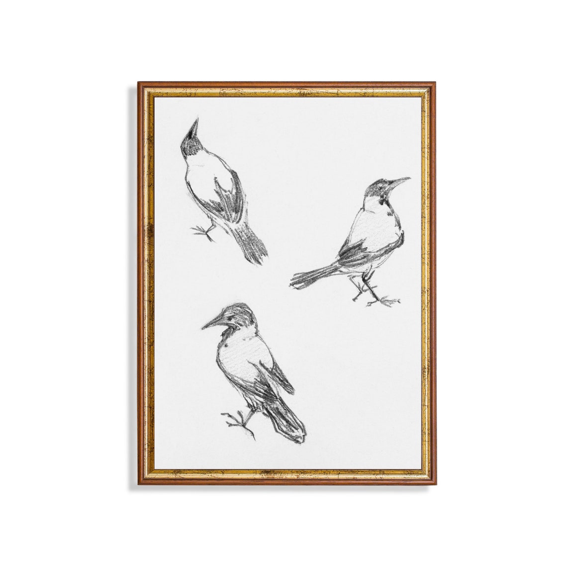 Three Bird Studies in Black Charcoal on White Paper Sketch Poster