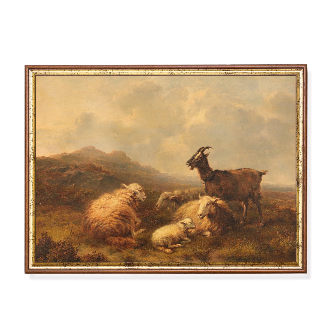 Goat and Sheep Resting in a Highland Pasture Painting Poster