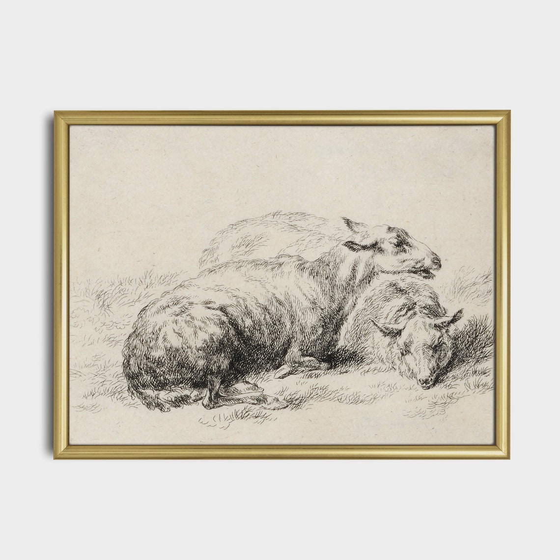 Antique Etching of Two Sheep Resting in a Grassy Pasture Poster - Image 5