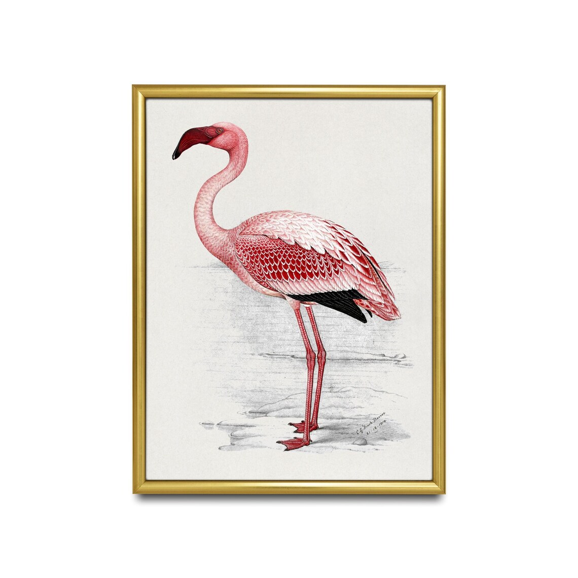 Pink Flamingo Antique Natural History Bird Illustration Poster - Image 2