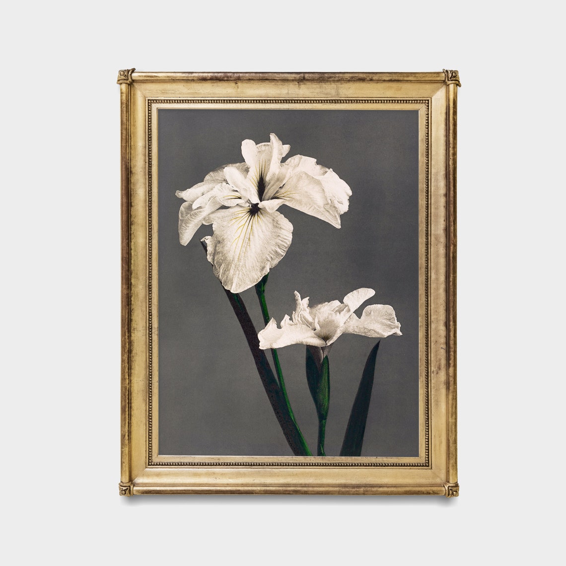 White Iris Flowers Against a Dark Background Vintage Botanical Poster - Image 4