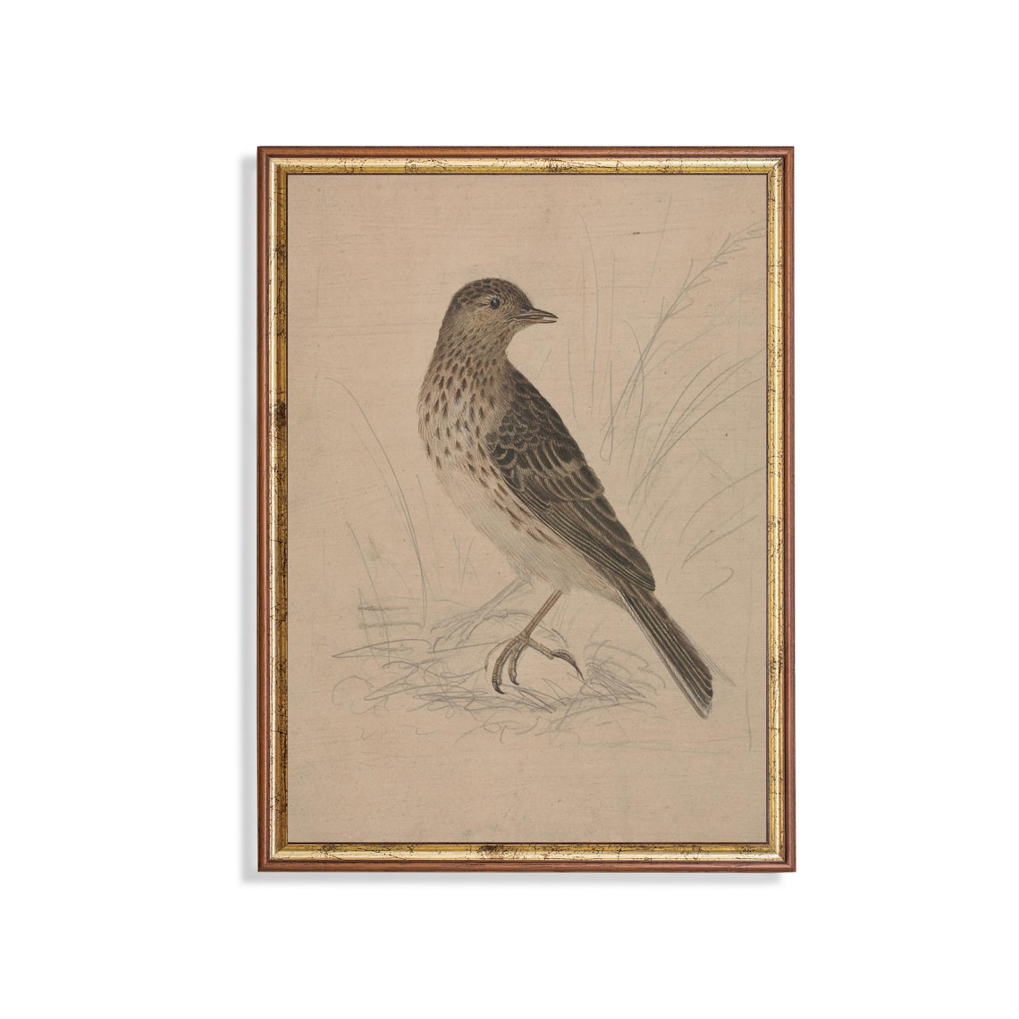 Speckled Songbird Standing in Grass Vintage Naturalist Sketch Poster