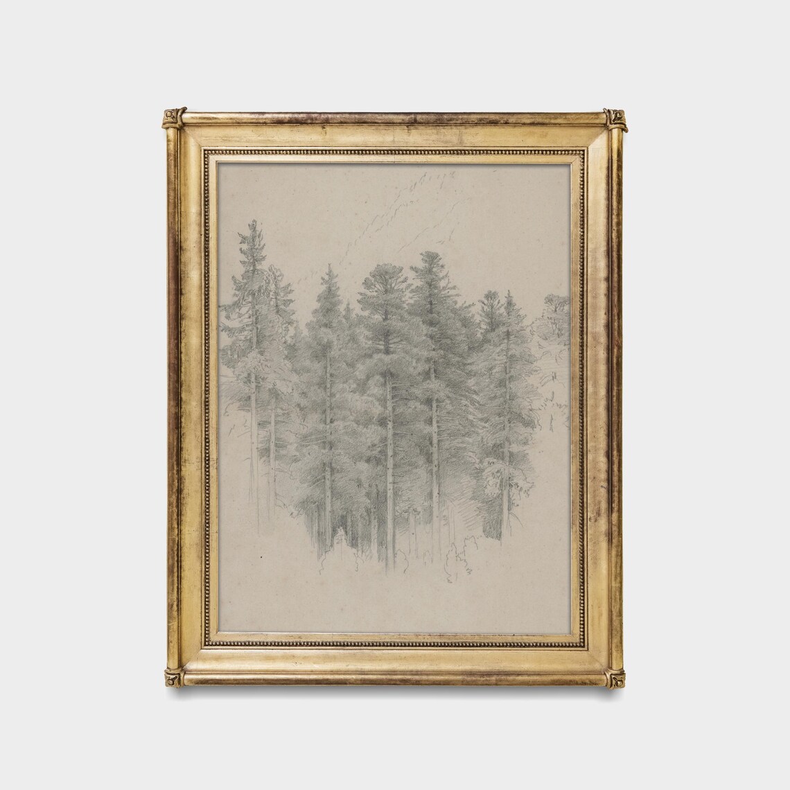 Antique Pencil Sketch Of Tall Pines Forest Drawing Art Poster - Image 4