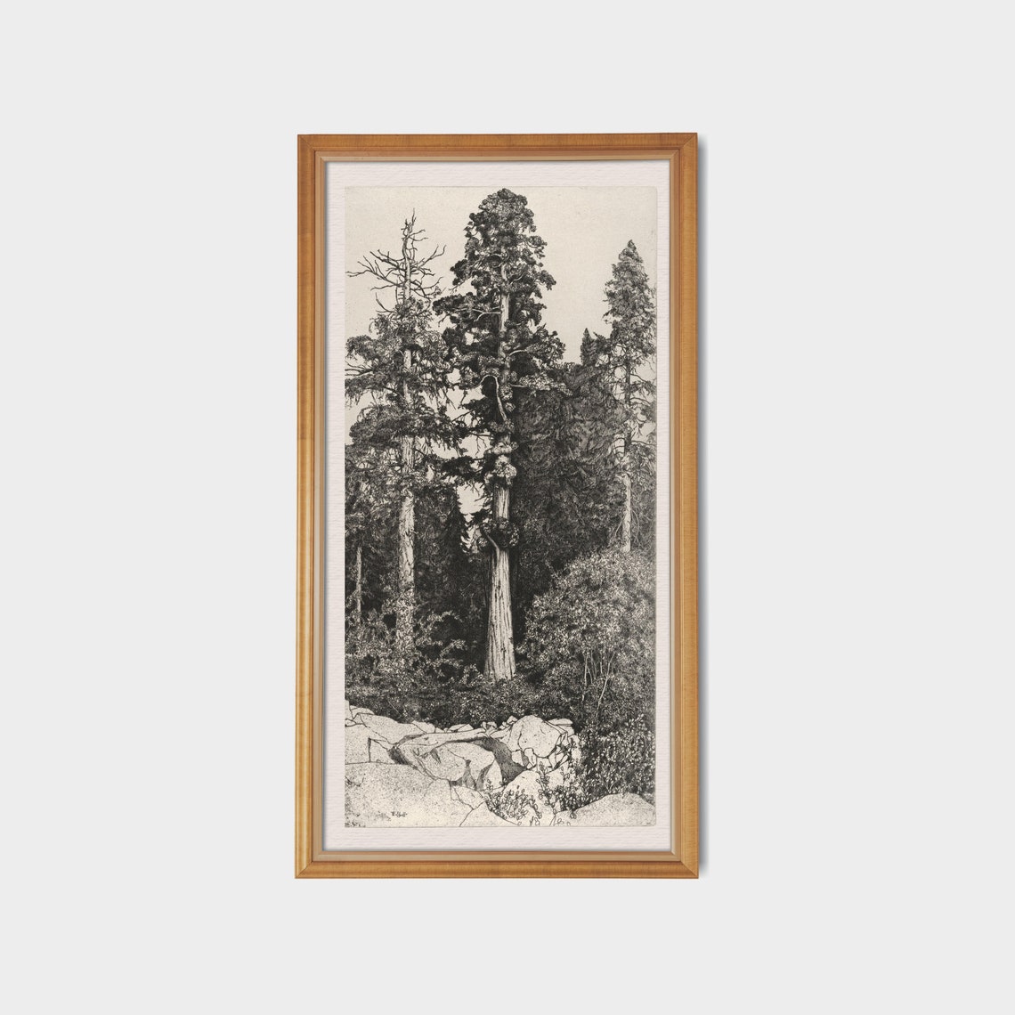 Towering Sequoia Trees Antique Black and White Engraving Poster