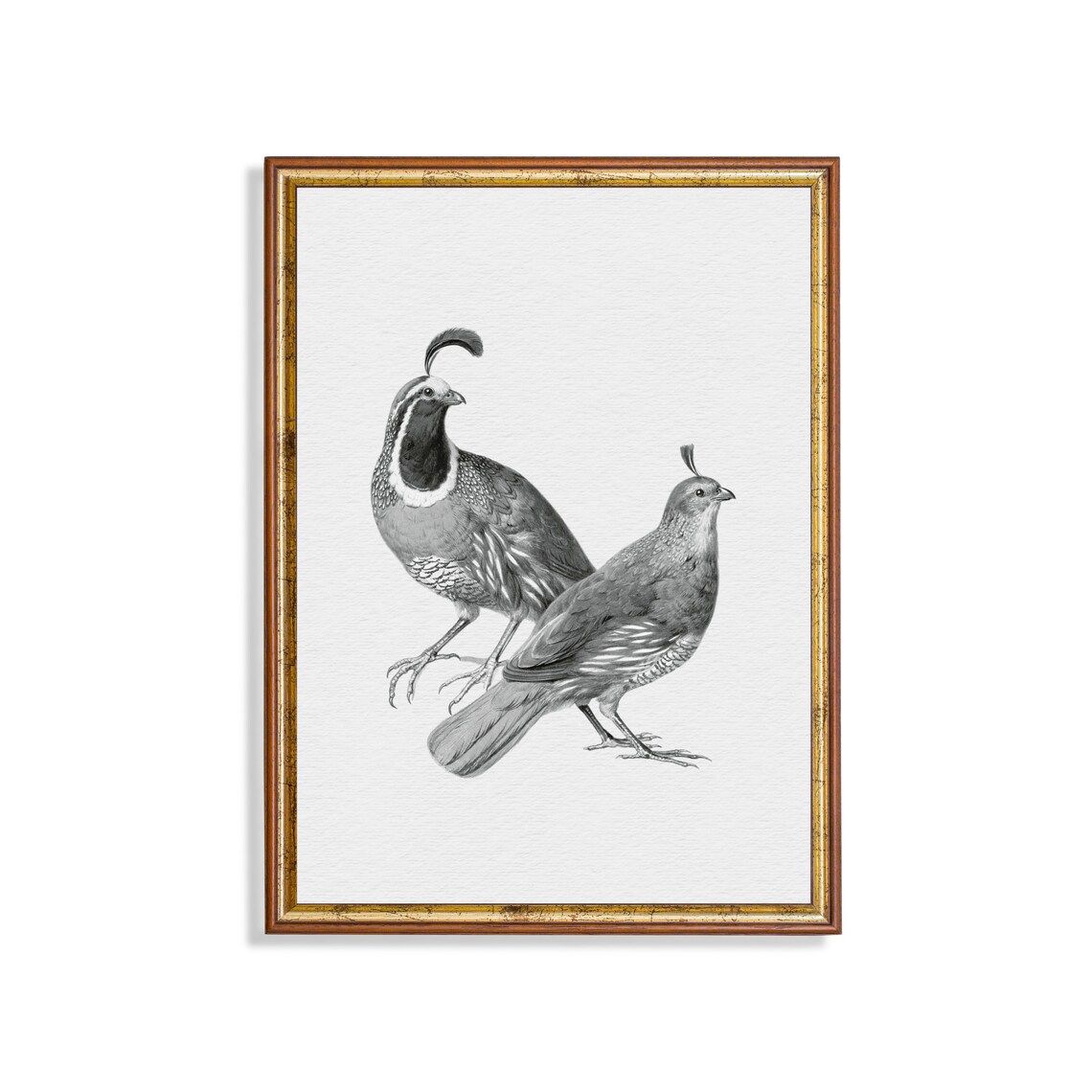 Pair of Quails Grey Engraving Antique Bird Illustration Poster