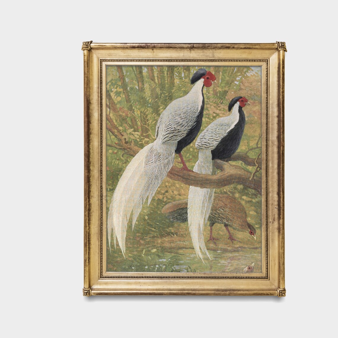 Silver Pheasants On A Forest Branch Antique Bird Plate Poster - Image 5