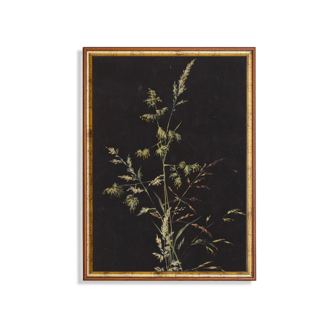 Wild Meadow Grass Sprig on a Black Ground Botanical Study Poster