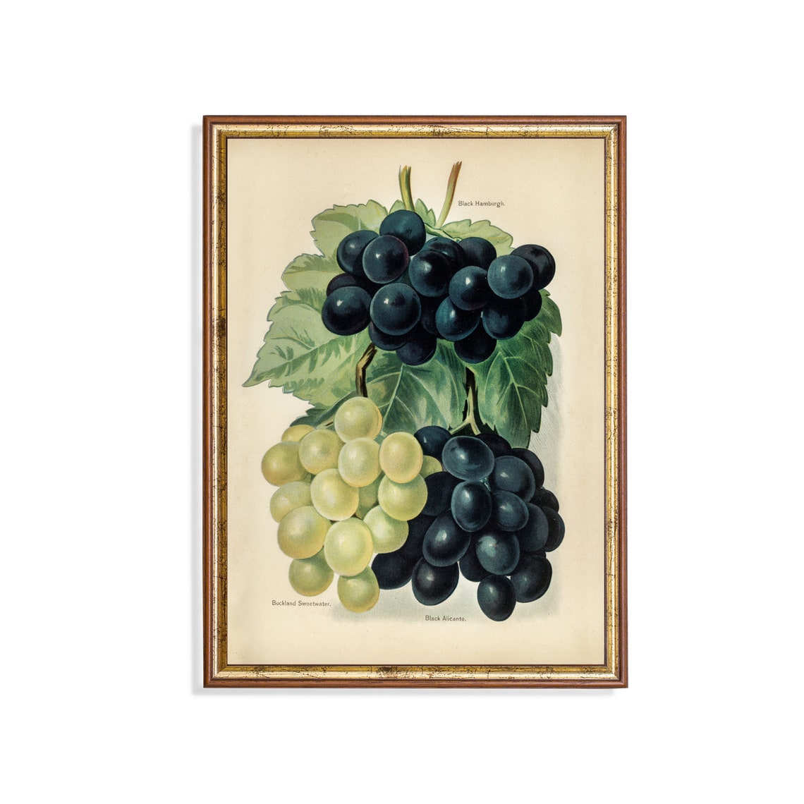 Black Hamburg and Sweetwater Grapes Antique Botanical Art Poster