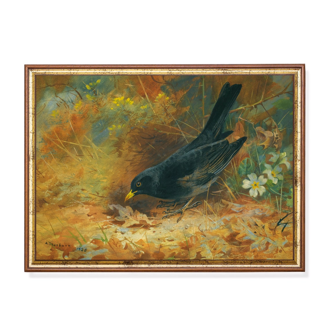 Eurasian Blackbird Foraging Among Fallen Autumn Leaves Poster