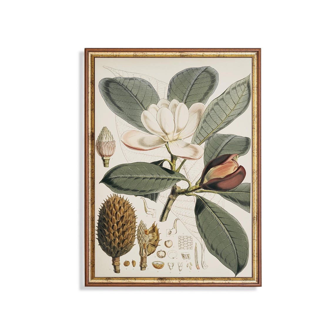 Antique Magnolia Flower Botanical Illustration Study Wall Poster