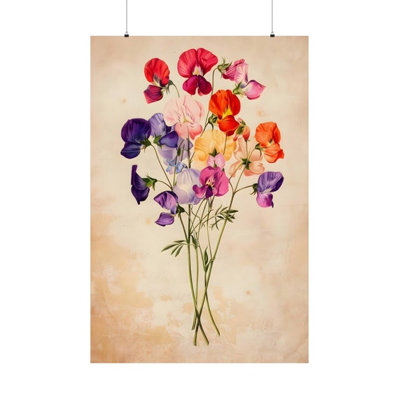 Sweet Pea Botanical Poster 9 Oldschool Book Illustration Home Decoration Coquette Room Decor Vintage Plant Print Art Retro Garden Artwork