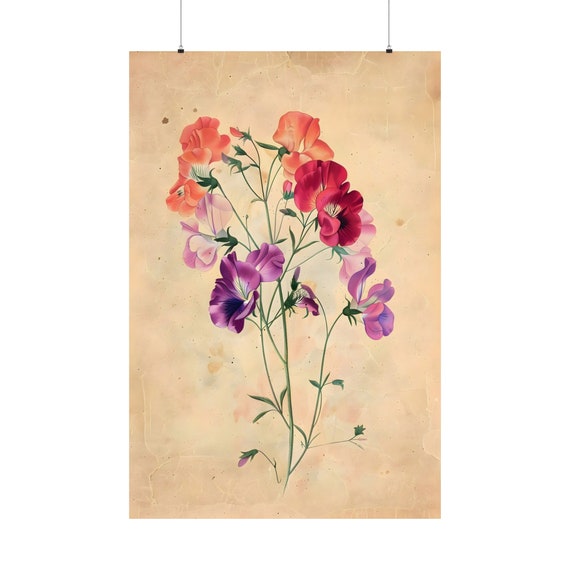 Sweet Pea Botanical Poster 5 Retro Plant Print Magical Decor Vintage Garden Art Old Book Picture Coquette Room Spring Flower Artwork