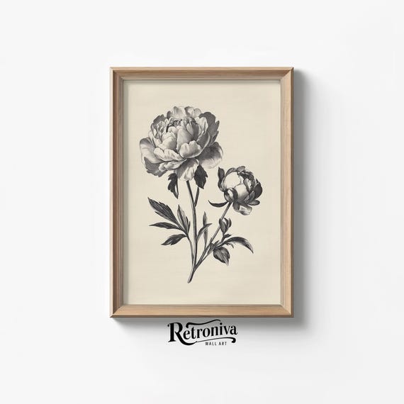Vintage Peony Sketch Drawing, Botanical Art Print
