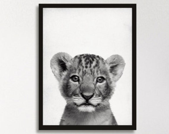 Baby Tiger Print Photo Poster Jungle Theme Cute Face Peekaboo Animal The Book Decor