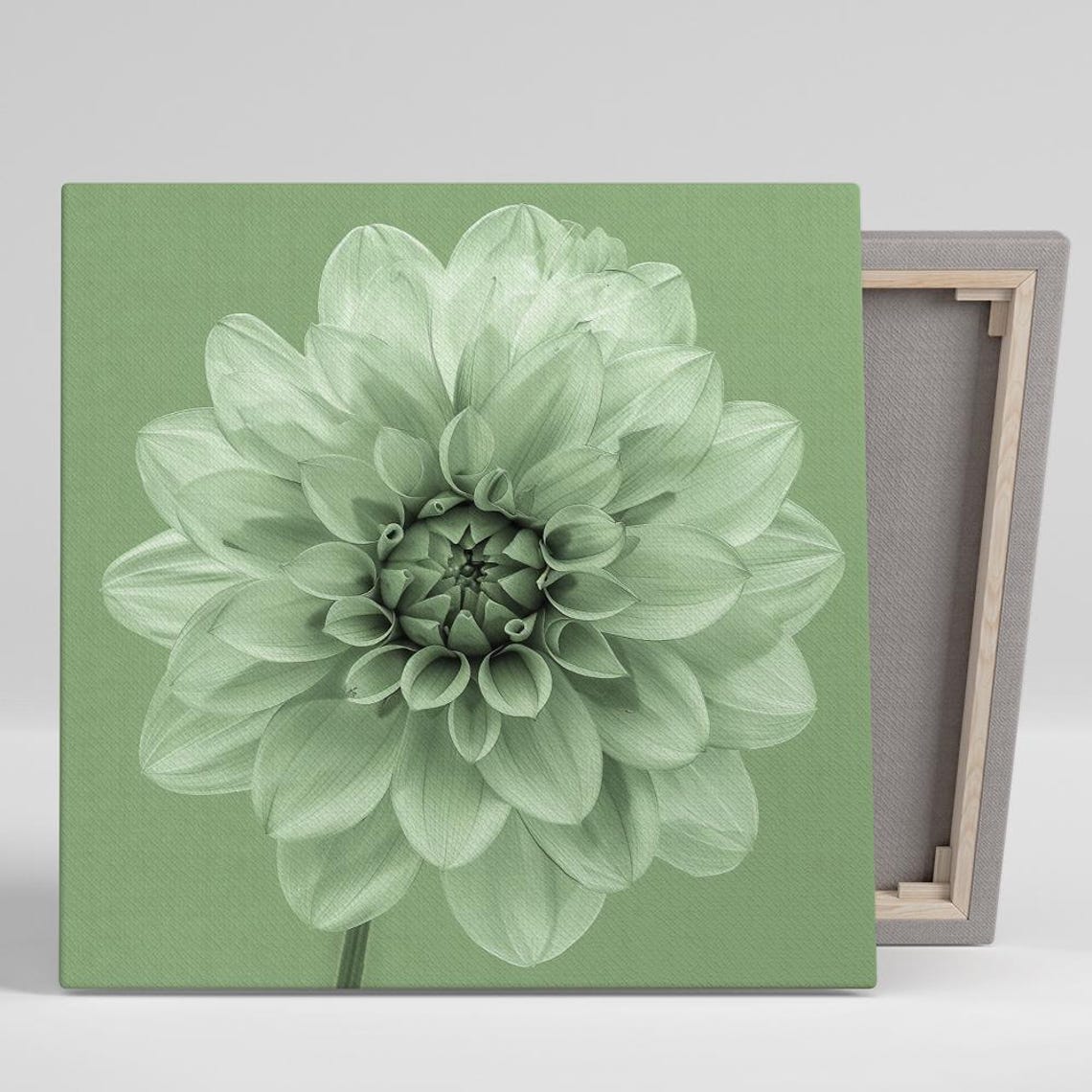 Sage Green Dahlia Bloom Close Up Minimalist Botanical Floral Poster