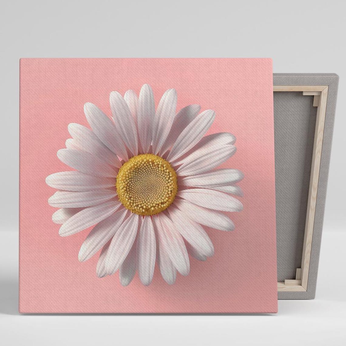 White Daisy Golden Center Blush Pink Background Sweet Floral Wall Art