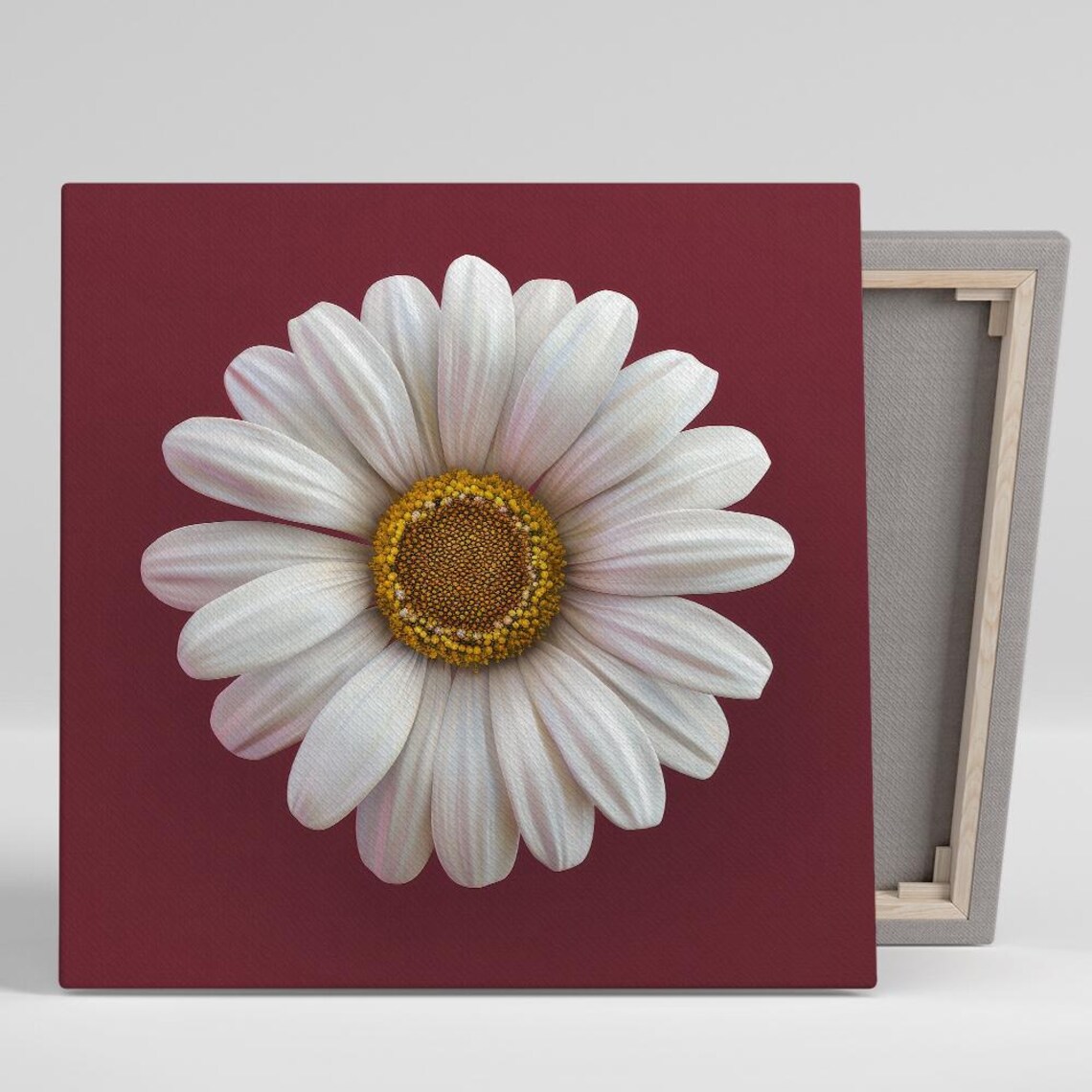 White Daisy Golden Orange Center Burgundy Bold Botanical Wall Poster