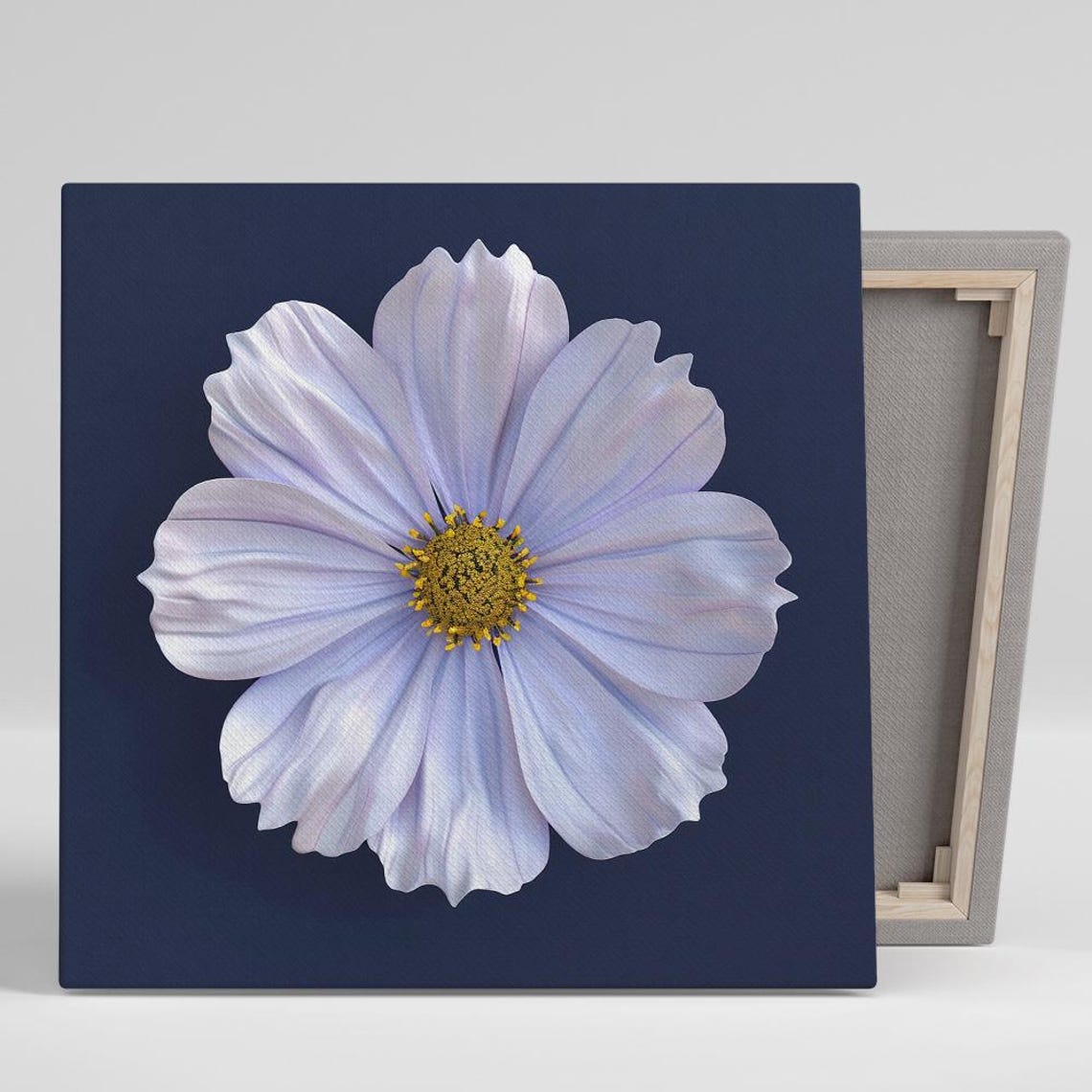 White Cosmos Bloom on Deep Navy Background Minimalist Floral Print