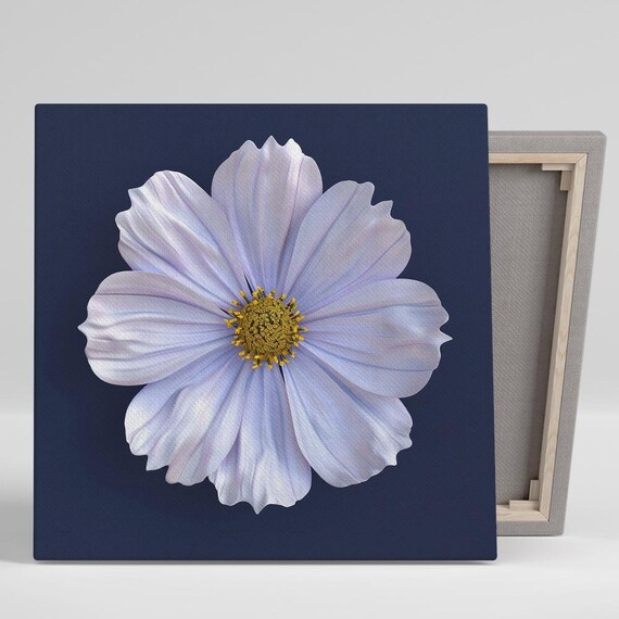 White Cosmos Bloom on Deep Navy Background Minimalist Floral Print