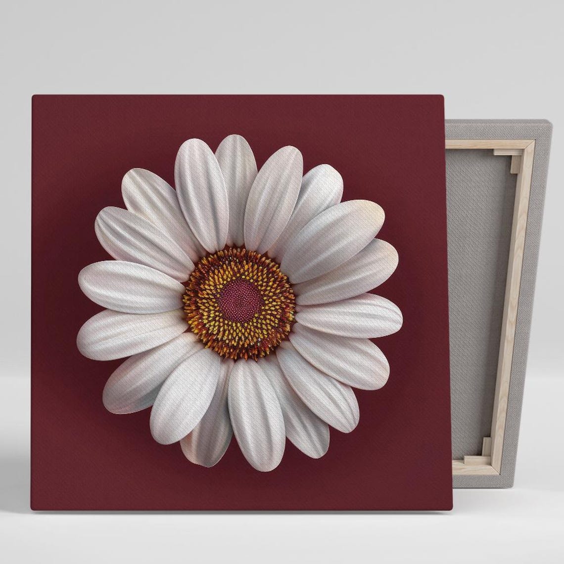 White Daisy Bloom Macro Portrait Deep Burgundy Background Wall Art
