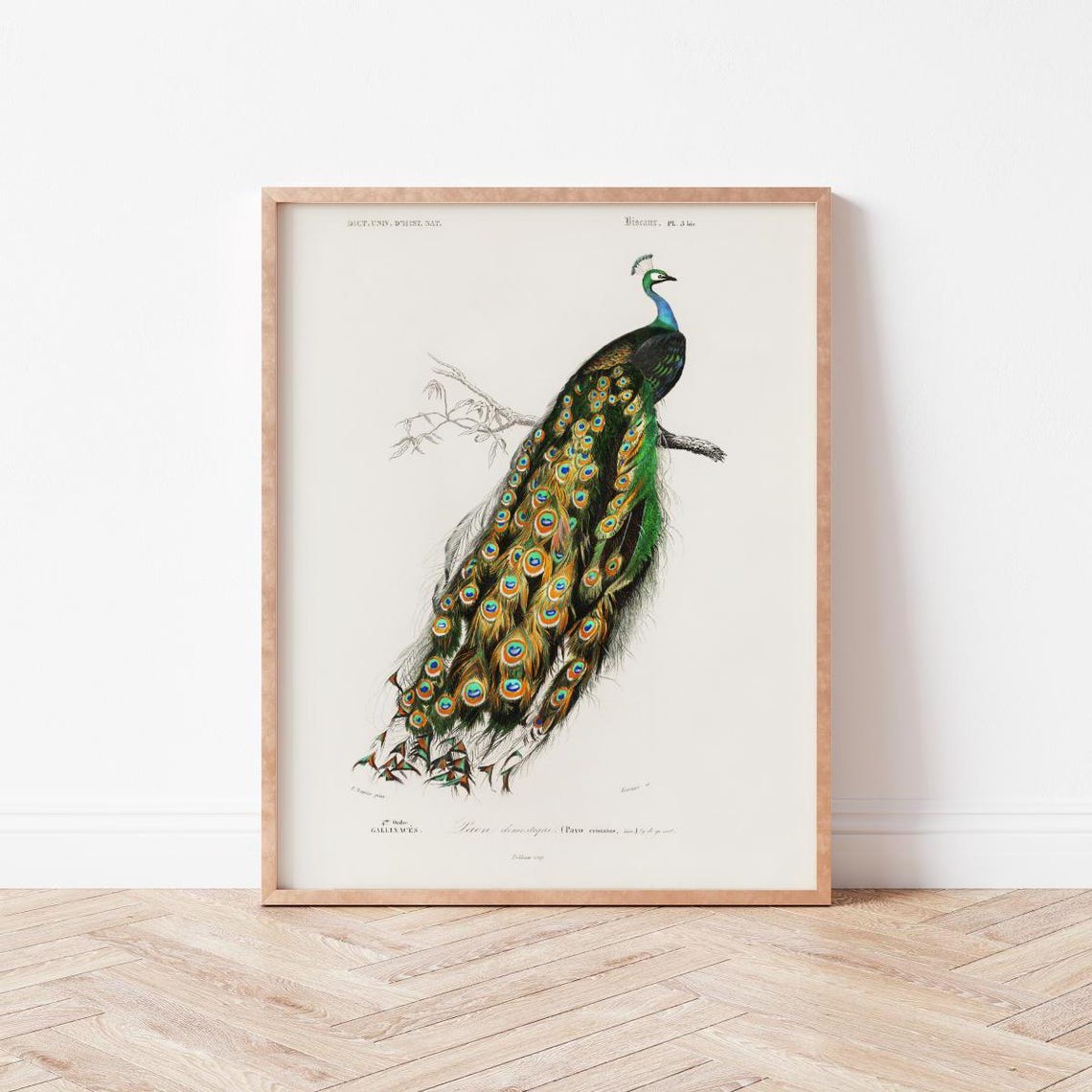 Vintage Peacock Ornithological Bird Illustration Natural History Print