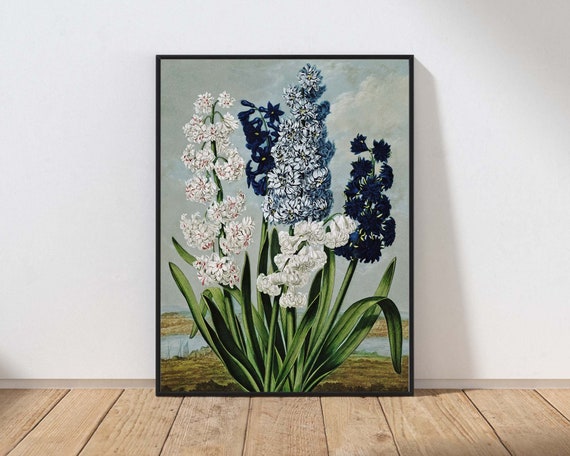 Hyacinth Flower Botanical Print Wall Art Vintage Antique Blue White Dining Room Bedroom Kitchen Decor Mailed Or Instant Thon4