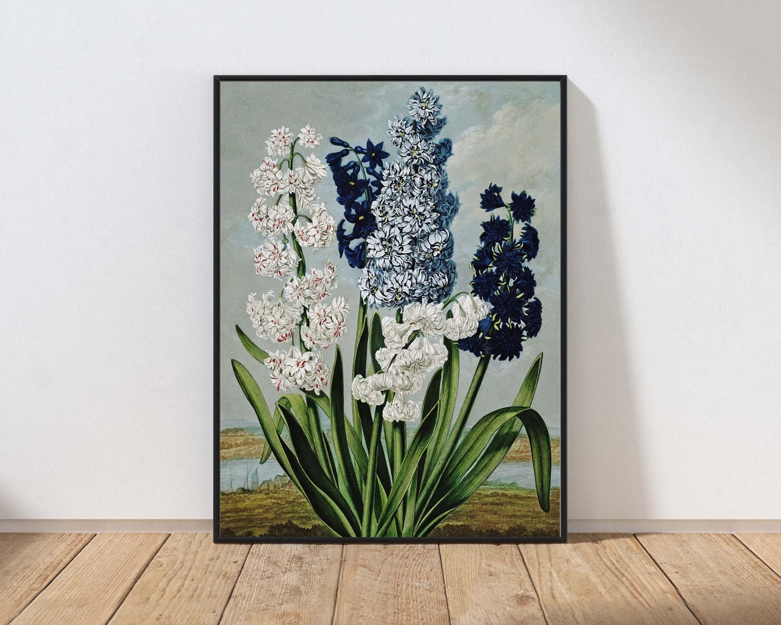 Hyacinth Botanical Vintage Floral Print Blue White Spring Flowers