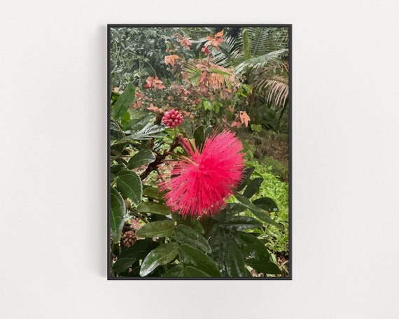 Hawaiian Tropical Plant Art Kauai Botanical Poster Hawaii Flowers Wall Decor Floral Boho Print Pink Jungle Flower