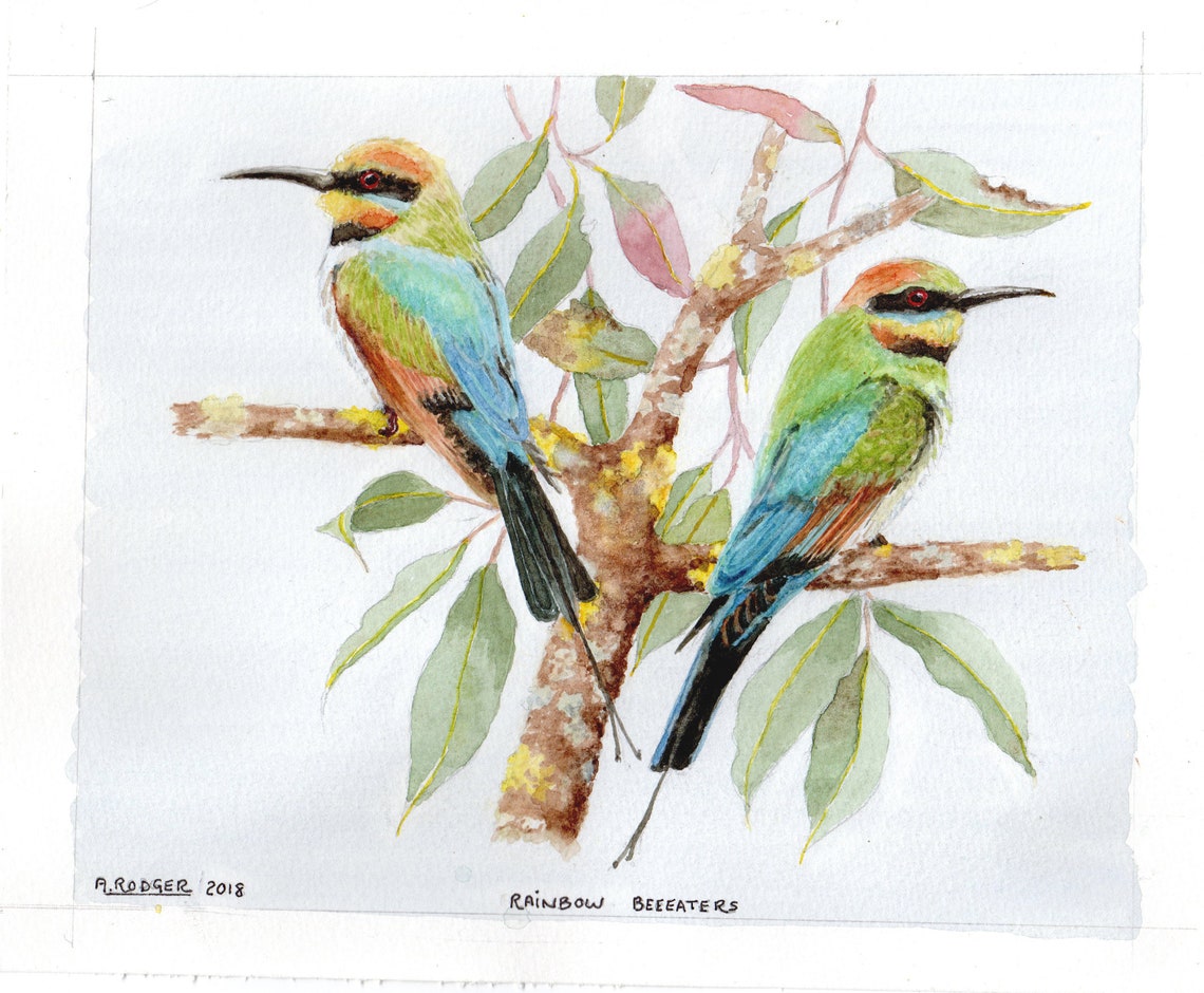 Rainbow Bee Eaters Pair on Gum Tree Watercolor Bird Art Poster