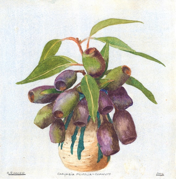 Gumnuts From Flowering Gum Tree Watercolour Painting Print Wall Art Living Room Decor Wall Decor Home Decor Watercolor Boho Large Art