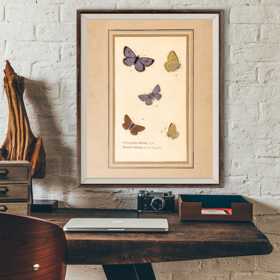 Vintage Blue Butterfly Plate Antique European Species Poster