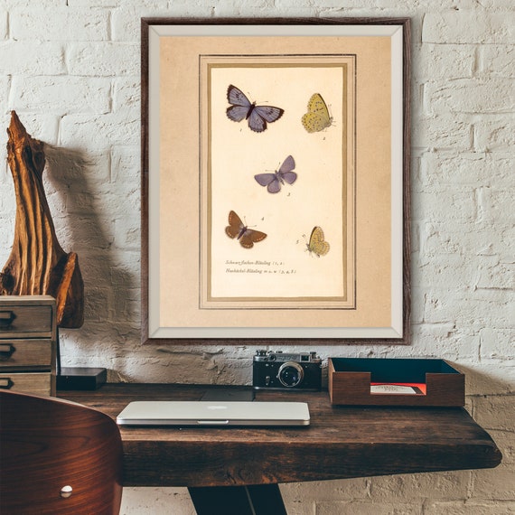 Vintage Butterfly Antique Illustration 19th Century Butterfly Art Wall Art