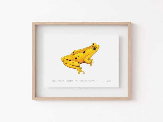Panamanian Golden Frog Art Print, Herpetology