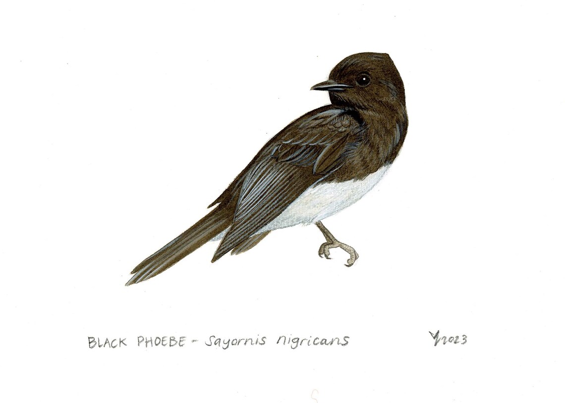 Black Phoebe Art Print, Bird Watching Wildlife Decor - Image 2