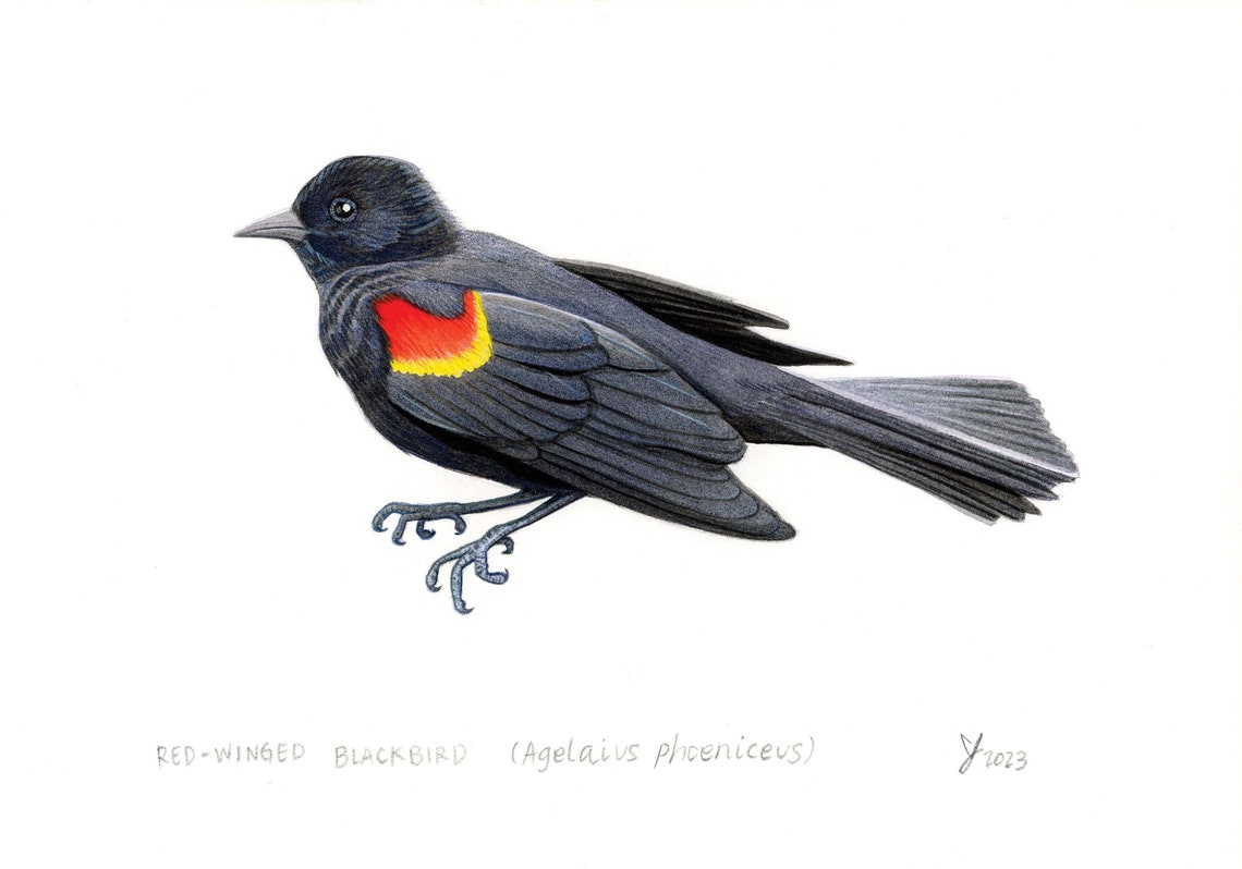 Red-Winged Blackbird in Flight Watercolor Detailed Bird Poster - Image 2