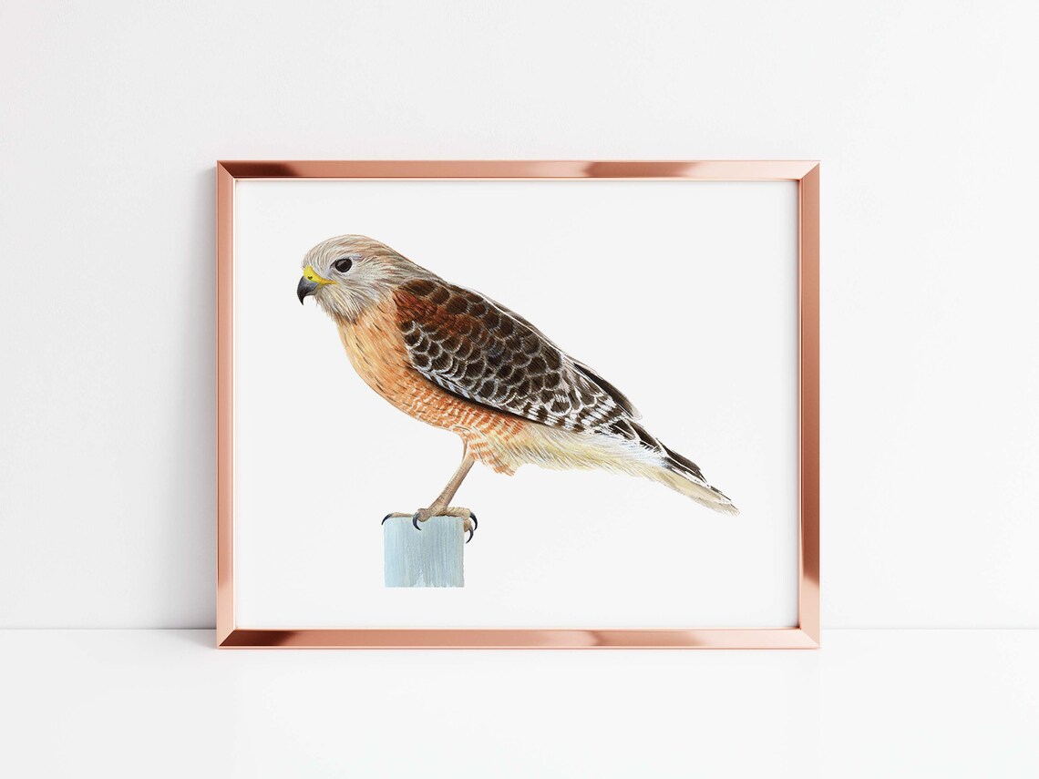Red Shouldered Hawk Watercolor Art Print, Birds of Prey